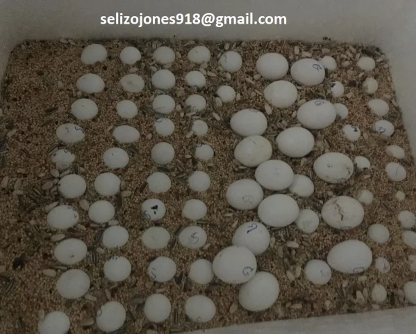 Offriamo varie razze di pappagalli e uova fertili