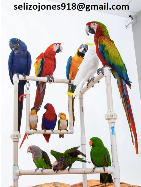 Offriamo varie razze di pappagalli e uova fertili | Foto 0