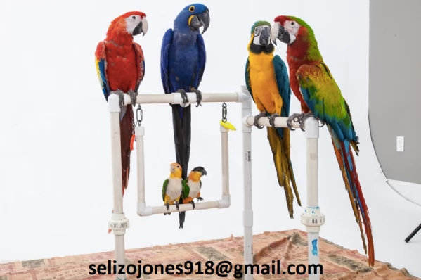 Offriamo varie razze di pappagalli e uova fertili | Foto 0