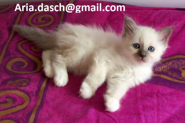 Dolcissimi Gattini Sacri di Birmania in Adozione  Cerchiamo famiglie amorevoli per questi splendidi