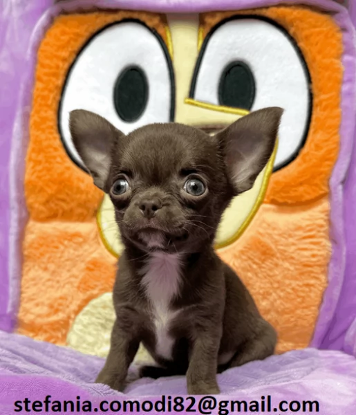 Regalo cuccioli di chihuahua Mini toy cuccioli di chihuahua mini toy   ancora disponibili un maschi