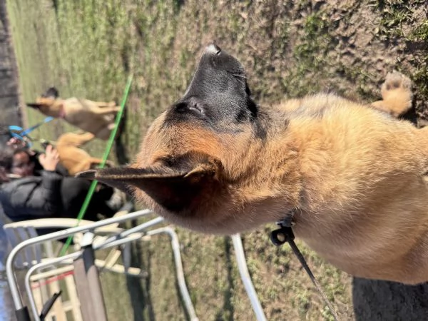 Cuccioli Malinois | Foto 3