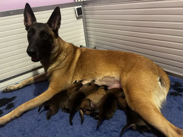 Cuccioli Malinois | Foto 1