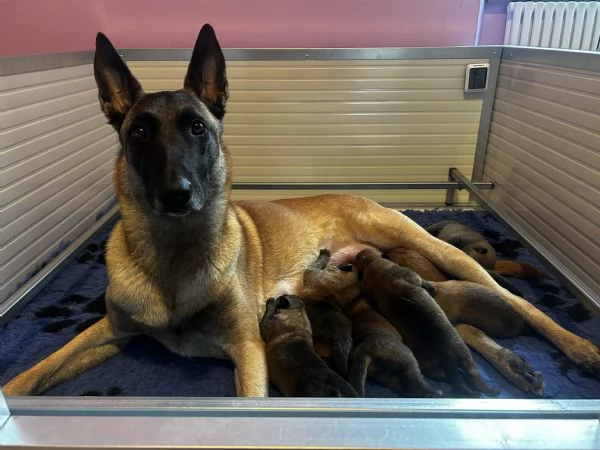 Cuccioli Malinois | Foto 0