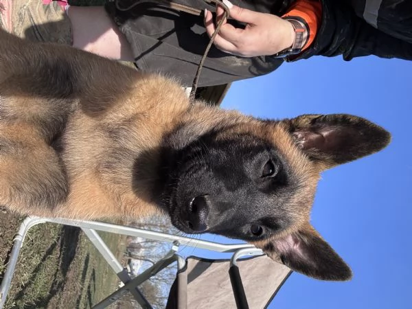 Cuccioli Malinois | Foto 0