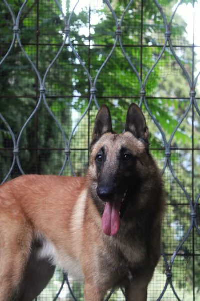 Vivo da Re dei baci di dama