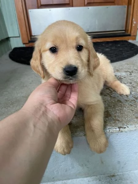 Cuccioli di Golden Retriever pronti