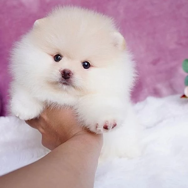 Ricevi un bellissimo cucciolo di Volpino di Pomerania per Natale
