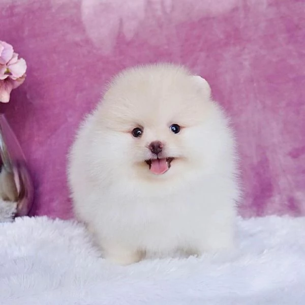 Ricevi un bellissimo cucciolo di Volpino di Pomerania per Natale | Foto 1