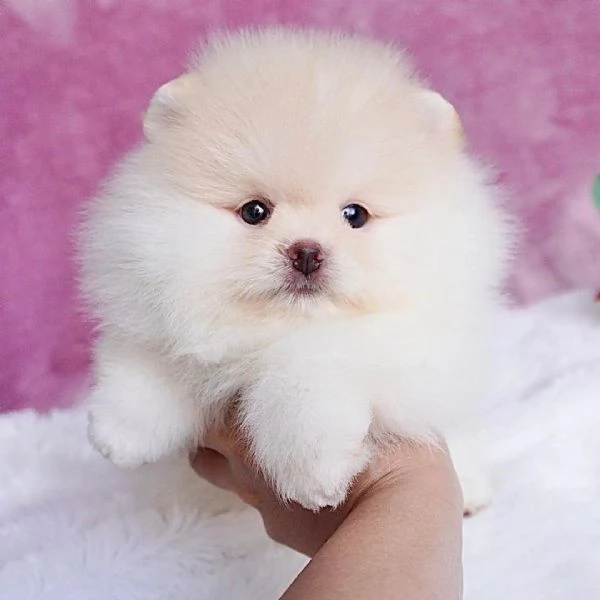 Ricevi un bellissimo cucciolo di Volpino di Pomerania per Natale | Foto 0