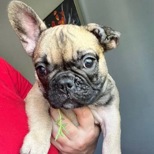 Regalo Adorabili cuccioli di Bulldog  Disponibili maschi e femmine