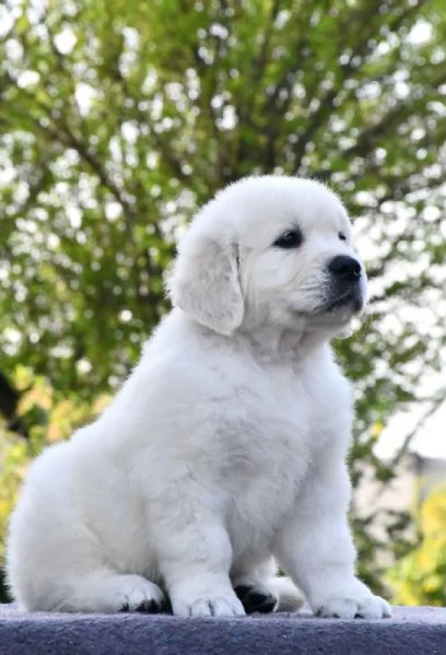 Cuccioli Golden retriever