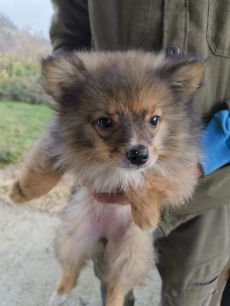 VOLPINA SPITZ TEDESCA | Foto 3