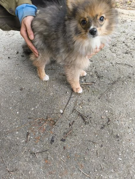 VOLPINA SPITZ TEDESCA | Foto 0