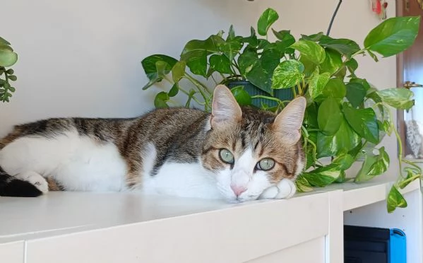 Regalasi gatto di 4 anni