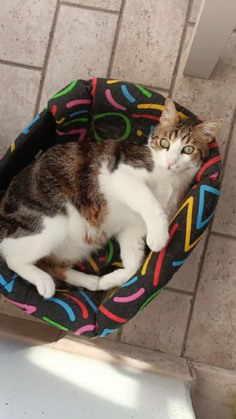 Regalasi gatto di 4 anni | Foto 1