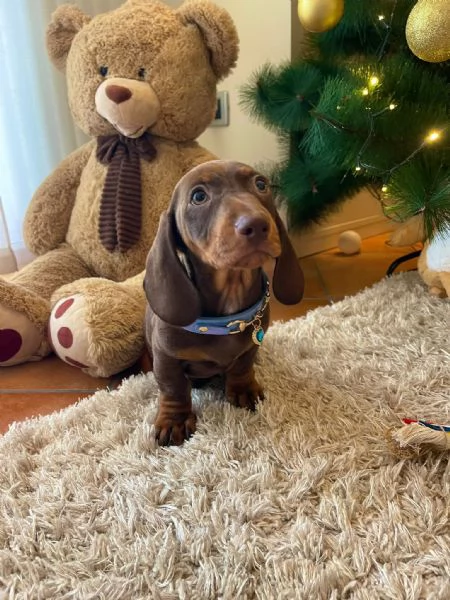 Cuccioli di bassotto  | Foto 3