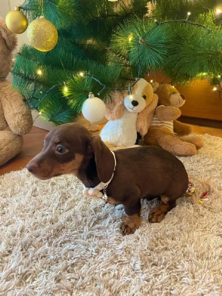 Cuccioli di bassotto  | Foto 0