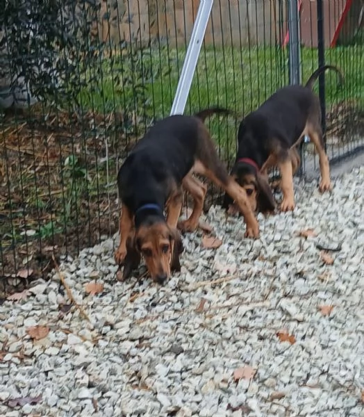 Vendo cuccioli di razza segugio italiano