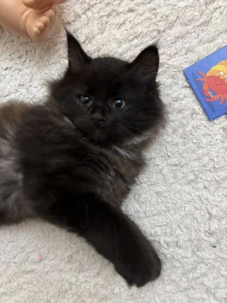 Gattino in vendita  | Foto 1