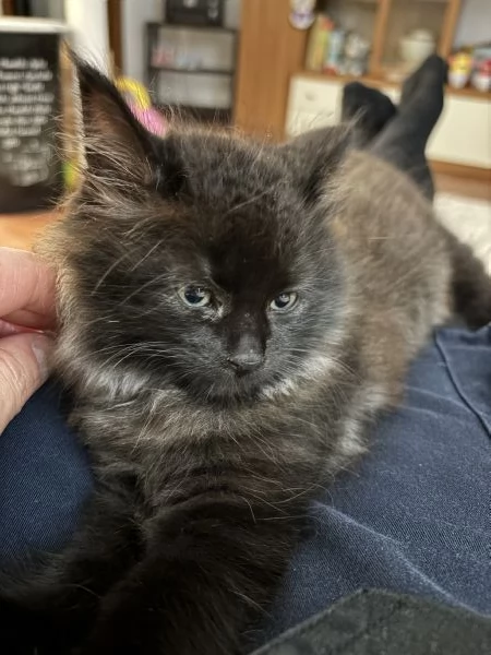 Gattino in vendita  | Foto 0