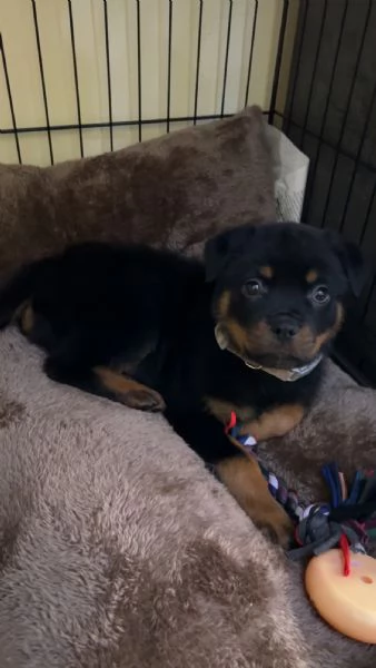 Cucciolo di rottweiler 