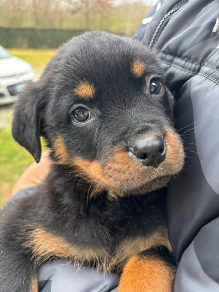 Cucciolo di rottweiler  | Foto 5