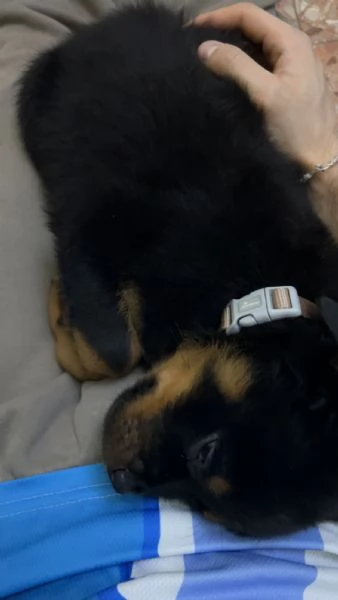 Cucciolo di rottweiler  | Foto 4
