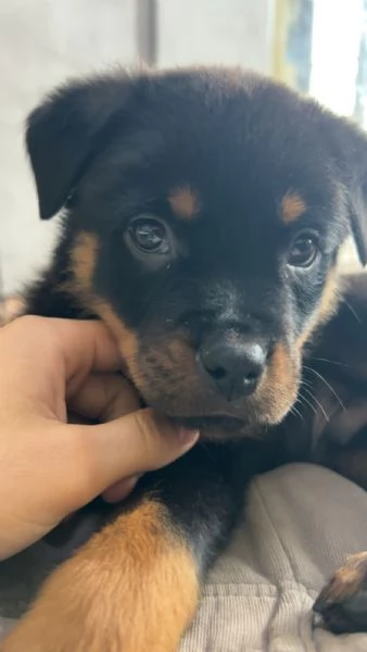 Cucciolo di rottweiler  | Foto 3