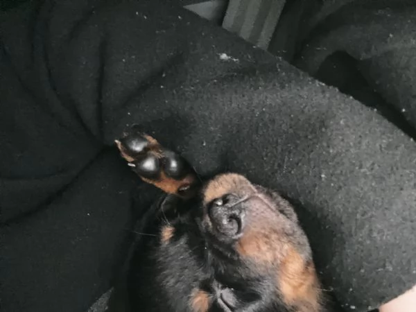 Cucciolo di rottweiler  | Foto 2