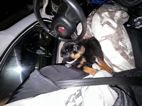 Cucciolo di rottweiler  | Foto 1