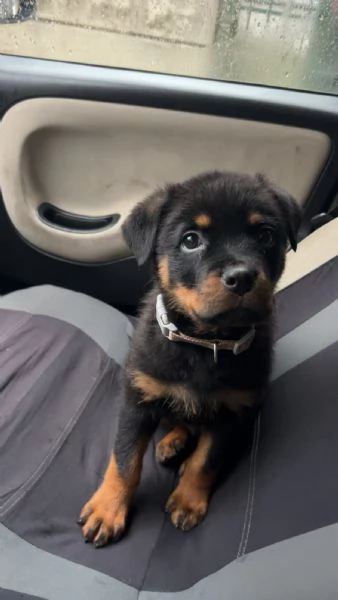 Cucciolo di rottweiler  | Foto 0