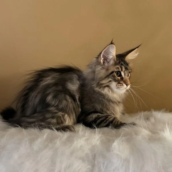 Gatti maine coon