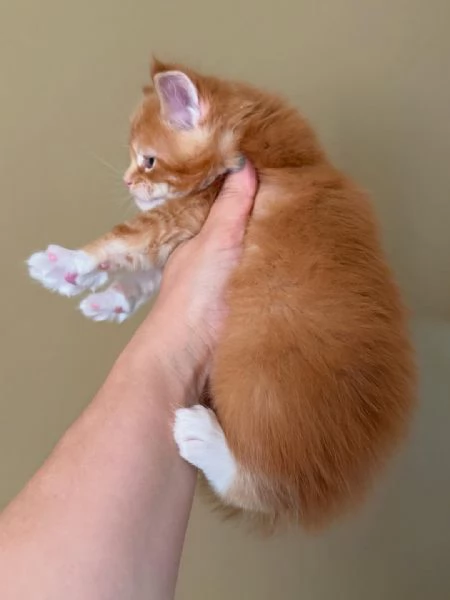 Gatti maine coon  | Foto 0