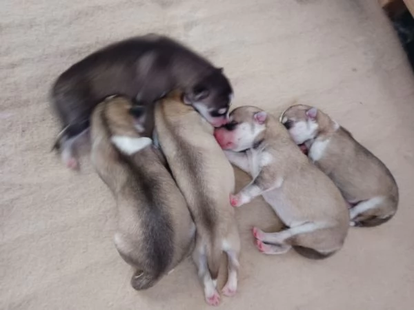 Cuccioli di Siberian Husky con Pedigree ENCI | Foto 1