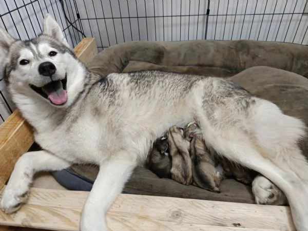 Cuccioli di Siberian Husky con Pedigree ENCI | Foto 0