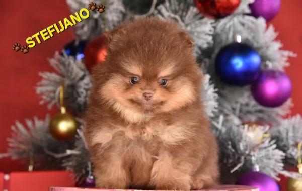 Pomeranian Boo  cuccioli CHOCOLATE  TAN  NUOVO | Foto 1