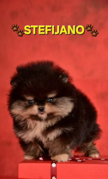 Pomeranian Boo  cuccioli CHOCOLATE  TAN  NUOVO | Foto 0