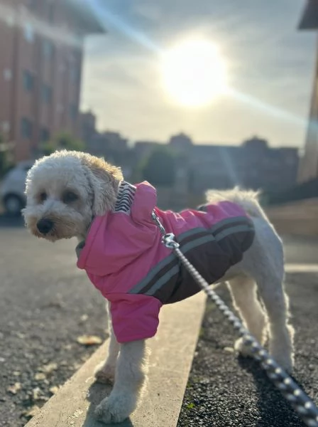 MALTIPOO