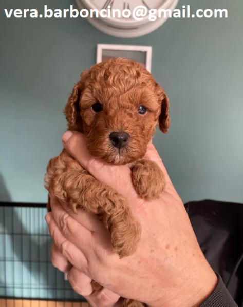  Cuccioli di barboncino nano disponibili i piccoli verranno ceduti dopo i 70 giorni dalla nascita  