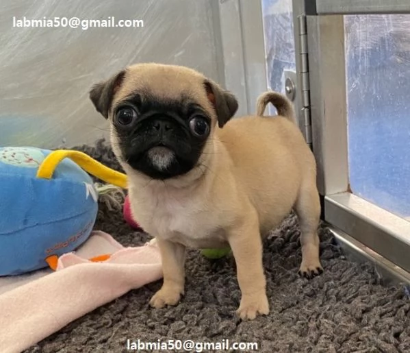  Regalo Carlino cuccioli maschio e femmina contattaci tramite lindirizzo email presente sulla foto