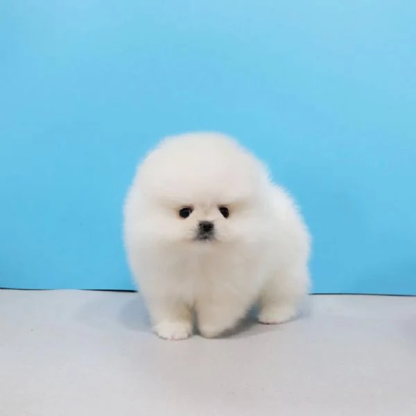 Bellissimi cuccioli di Volpino Pomerania Toy maschio e femmina | Foto 2