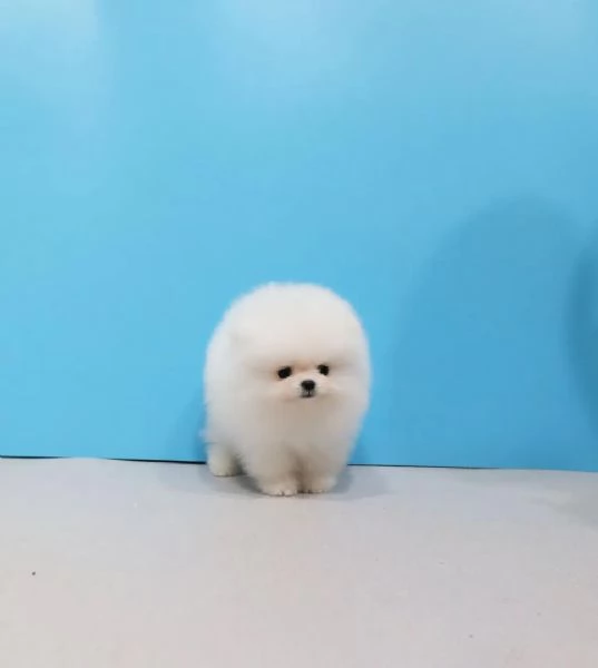 Bellissimi cuccioli di Volpino Pomerania Toy maschio e femmina | Foto 0