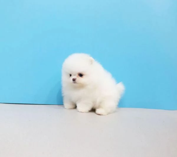 Bellissimi cuccioli di Volpino Pomerania Toy maschio e femmina