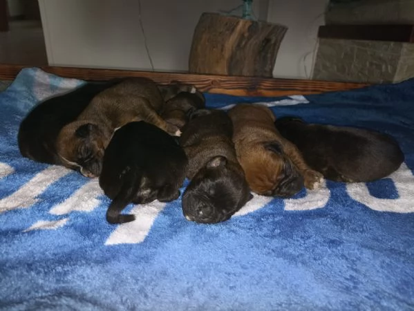 Cuccioli Boxer  | Foto 5