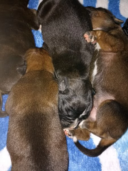 Cuccioli Boxer  | Foto 4