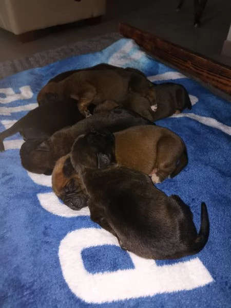 Cuccioli Boxer  | Foto 3