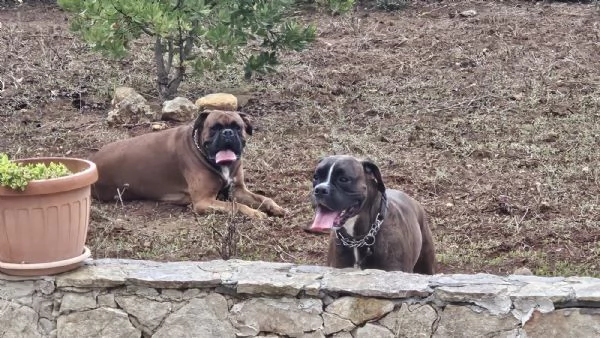 Cuccioli Boxer  | Foto 2