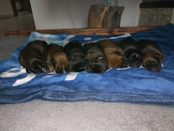 Cuccioli Boxer  | Foto 1