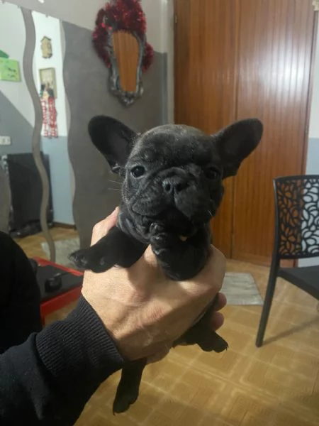 Bulldog francese  | Foto 1
